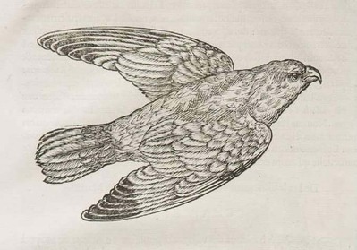 2156
          <br/>
          L'Histoire de la nature des oyseaux, avec leurs descriptions, & naïfs portraicts retirez du naturel : escrite en sept livres.
          <br/>
          <em></em>